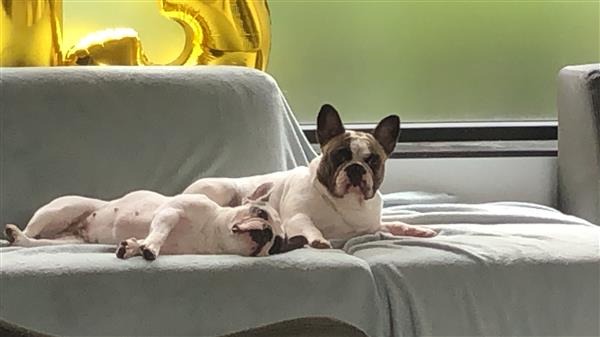 Hugo & Viola