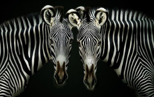 Double Trouble